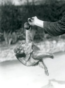 Um Kinkajou suspenso de um dedo de guardião por sua cauda preênsil, o Zoológico de Londres, em setembro de 1925 de Frederick William Bond