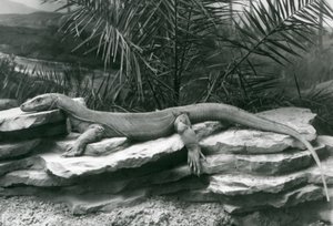 Um Komodo DragonMonitor descansando em uma parede rochosa no London Zoo em 1927 de Frederick William Bond
