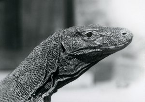 Um dragão-de-komodo no Zoológico de Londres em agosto de 1928 (foto a p/b) de Frederick William Bond