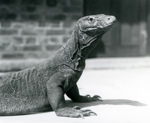 Um dragão-de-komodo no Zoológico de Londres em agosto de 1928 (foto a p/b) de Frederick William Bond