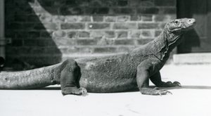 Um dragão-de-komodo no Zoológico de Londres em agosto de 1928 (foto a p/b) de Frederick William Bond