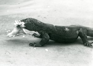 Um dragão-de-komodo a comer uma galinha, Jardim Zoológico de Londres de Frederick William Bond