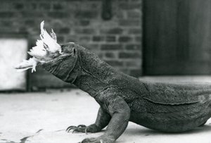 Um dragão-de-komodo comendo uma galinha no Zoológico de Londres Agosto de 1928 (foto a p/b) de Frederick William Bond