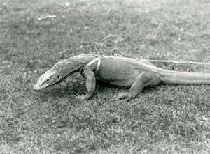 Um dragão-de-komodo a passear num relvado, usando arnês e trela (foto a p/b) de Frederick William Bond