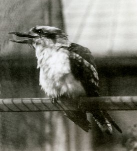 Um kookaburra rindo no zoológico de Londres em outubro de 1924 de Frederick William Bond