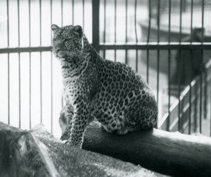 Um leopardo sentado em um tronco em seu recinto no zoológico de Londres, em setembro de 1925 de Frederick William Bond