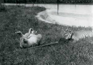 Um leão e um filhote de tigre brincam com um esfregão, na grama, em uma piscina, no zoológico de Londres, em setembro de 1925 de Frederick William Bond