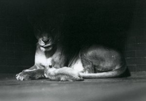 Um filhote de leão Deitado com a mãe à sombra da retaguarda do seu recinto, o zoológico de Londres, em outubro de 1925 de Frederick William Bond