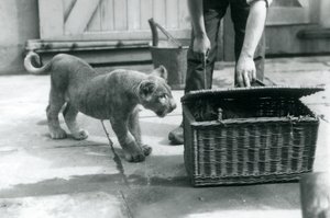 Um, filhote leão, olhar, um, filhote tigre, em, um, cesta vime, que, um, keeper, é, abertura, londres, jardim zoológico, setembro, 1925 de Frederick William Bond
