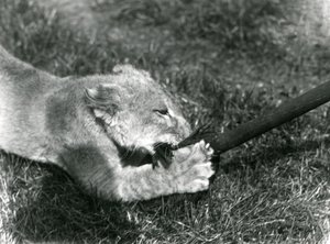 Um, filhote leão, tocando, com, um, esfregão, segurado, por, seu, keeper, ligado, a, capim, frente, seu, den, hondon zoológico, setembro, 1925 de Frederick William Bond