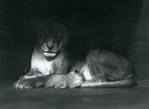 Uma leoa e um filhote deitados à sombra da retaguarda do seu recinto, o zoológico de Londres, em outubro de 1925 de Frederick William Bond