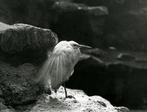 Uma pequena garça descansando entre as rochas no zoológico de Londres em 1930 (foto a p/b) de Frederick William Bond
