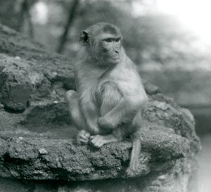 Um Macaco sentado em uma pedra no zoológico de Londres em 1924 de Frederick William Bond