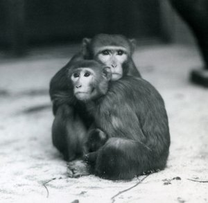 Um Macaque com o seu bebé sentados juntos no chão do seu recinto, no Jardim Zoológico de Londres. de Frederick William Bond