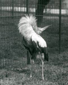 Uma cegonha de Maguari realizando a exibição up-down, London Zoo, em julho de 1925 de Frederick William Bond