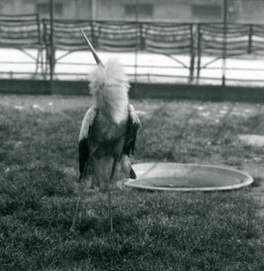 Uma cegonha Maguari fazendo a exibição de cima para baixo enquanto está de pé na grama ao lado de uma pequena piscina de concreto, Jardim Zoológico de Londres, julho de 1925 (foto a p/b) de Frederick William Bond