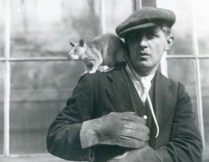 Um Rato Gigante Malgaxe senta-se no ombro de seu guardião, o Zoológico de Londres, 1924