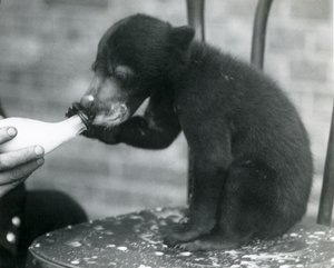 Um, malaio, ou, urso sol, filhote, sentar uma cadeira, enquanto, sendo, garrafa, alimentado, por, seu, keeper, em, jardim zoológico londres, década de 1920 de Frederick William Bond