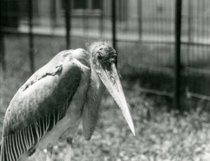 Uma cegonha de marabu em seu recinto no zoológico de Londres em setembro de 1928 de Frederick William Bond