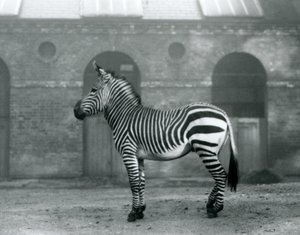 Uma Zebra de Montanha em pé, em seu piquete, em frente às portas altas da Casa Girafa no Zoológico de Londres em 1927 de Frederick William Bond