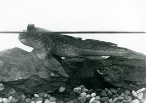 Um saltador de lama, descansando nas rochas submersas, com os olhos acima da água, no Jardim Zoológico de Londres de Frederick William Bond