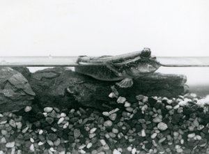 Um saltador de lama, descansando nas rochas submersas, com os olhos acima da água, no Jardim Zoológico de Londres de Frederick William Bond