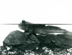 Um saltador de lama, descansando nas rochas submersas, com os olhos acima da água, no Jardim Zoológico de Londres de Frederick William Bond