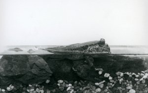 Um saltador de lama, descansando sobre rochas submersas, com a metade superior do seu corpo acima da água, no Jardim Zoológico de Londres. de Frederick William Bond