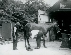 Uma mula sendo calçada no zoológico de Londres em 1924 de Frederick William Bond