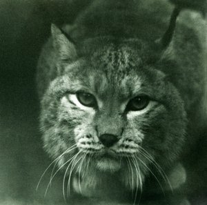 Um lince do norte, zoológico de Londres, fevereiro de 1925 de Frederick William Bond