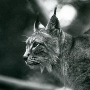 Um lince do norte no zoológico de Londres, julho de 1925 de Frederick William Bond