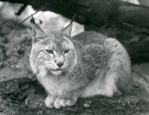 Um lince do norte sentado em uma pedra, zoológico de Londres, em outubro de 1925 de Frederick William Bond