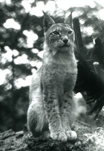 Um lince do norte sentado no zoológico de Londres, em julho de 1925 de Frederick William Bond