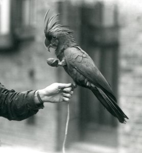 Uma cacatua preta de PalmGoliathGreat que prende no dedo de um depositário com um pé e que prende um deleite dado forma ovo no outro jardim zoológico de nLondon, setembro de 1927. de Frederick William Bond