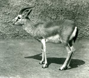 Uma gazela persa no zoológico de Londres em junho de 1925 de Frederick William Bond