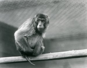 Um Macaque de cauda de porco sentado num poleiro no seu recinto no Jardim Zoológico de Londres (foto a p/b) de Frederick William Bond