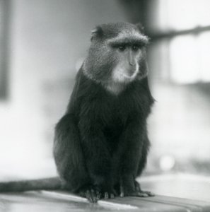 Um Macaco Pluto, ou Macaco Azul, sentado num banco, no Jardim Zoológico de Londres de Frederick William Bond