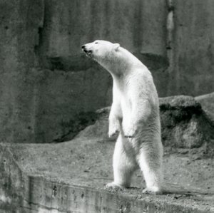 Um Urso Polar de pé, nas patas traseiras, na extremidade do seu recinto no Mappin Terraces, no Jardim Zoológico de Londres