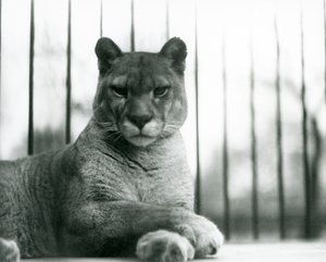 Um Puma/Cougar/Mountain Lion/Catamount descansando no Jardim Zoológico de Londres em 1931 (foto a p/b) de Frederick William Bond