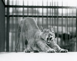 Um Leão de Montanha Puma Cougar bocejando e se espreguiçando no Zoológico de Londres em junho de 1925 de Frederick William Bond