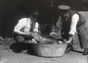 Um hipopótamo pigmeu tendo um mergulho no ZSL London Zoo, em agosto de 1928 de Frederick William Bond