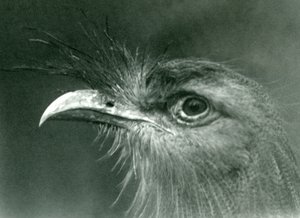 Uma seriema de pernas vermelhas no zoológico de Londres em 1924 de Frederick William Bond