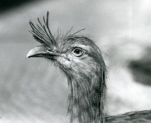 Um Seriema de pernas vermelhas no Jardim Zoológico de Londres em 1929 (foto a p/b) de Frederick William Bond