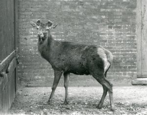 Um veado com chifres de cervo vermelho, Jardim Zoológico de Londres, Agosto de 1928 (foto a p/b) de Frederick William Bond