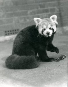 Uma panda vermelha que senta-se no jardim zoológico de Londres, 1917. de Frederick William Bond