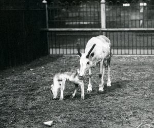 Uma rena com seu filhote no zoológico de Londres, em março de 1914 de Frederick William Bond