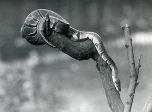 Um RoyalBall Python percorre uma filial no zoológico de Londres em outubro de 1925 de Frederick William Bond