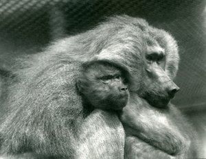 Um babuíno sagrado com seus filhotes no zoológico de Londres, julho de 1924 de Frederick William Bond