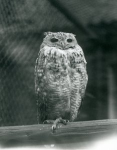 A Savingys Pharaoh Eagle-coruja descansando em um galho no zoológico de Londres, em setembro de 1925 de Frederick William Bond