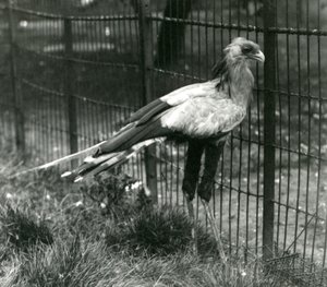 Um Secretário Bird no London Zoo em setembro de 1923 de Frederick William Bond